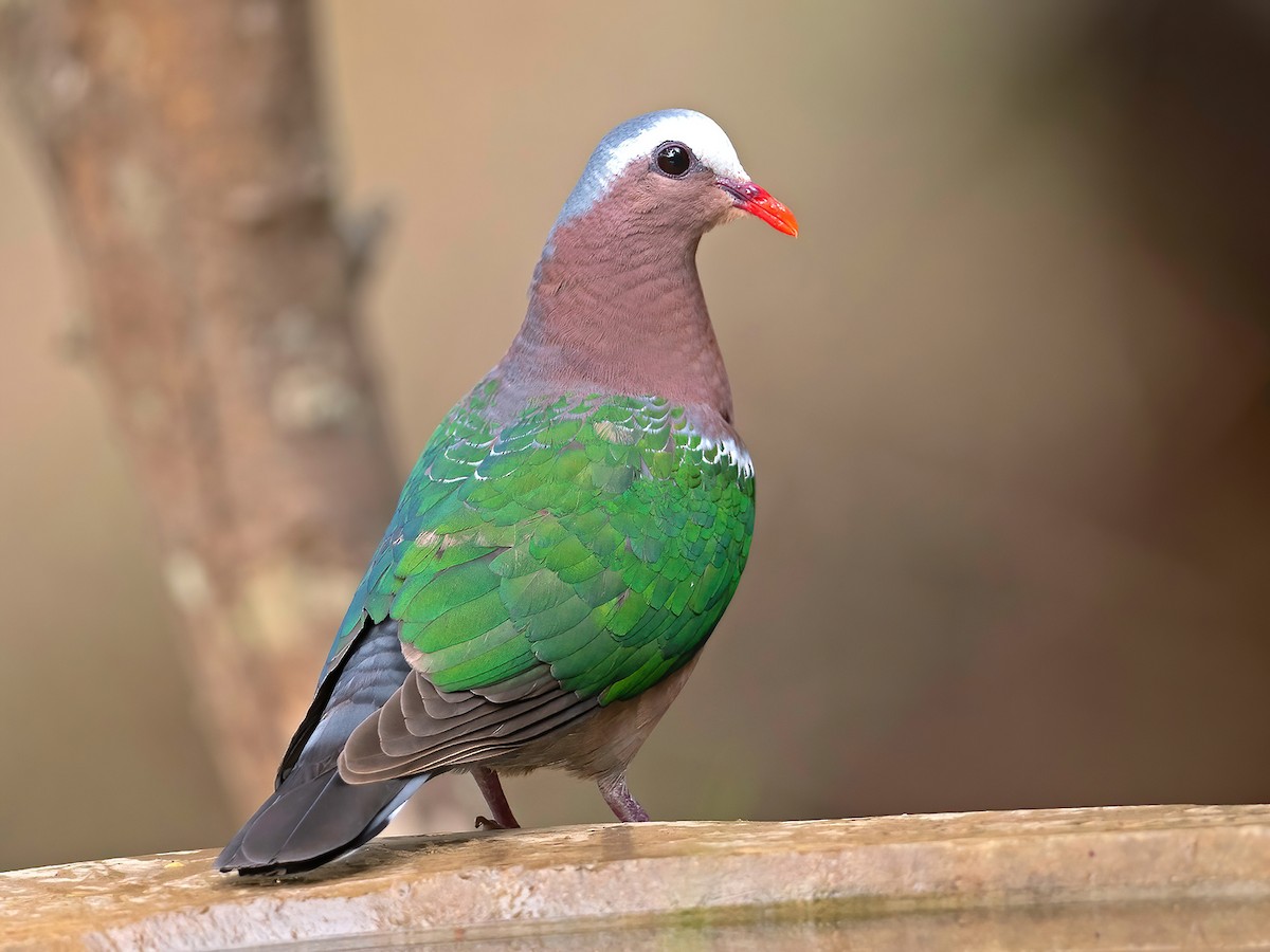 Asian Emerald Dove - eBird