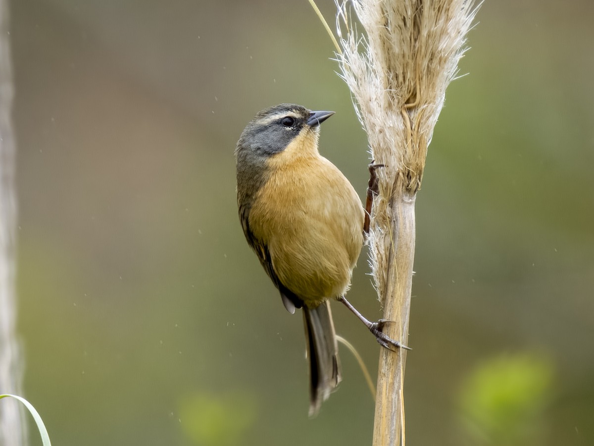 Long-tailed Reed Finch - ML593200541