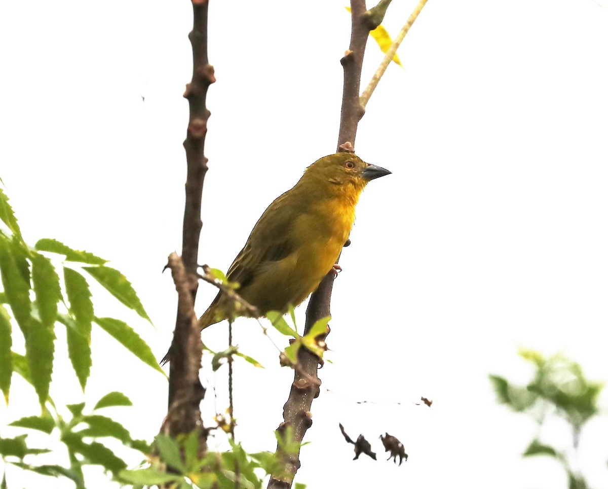 Holub's Golden-Weaver - ML593203001