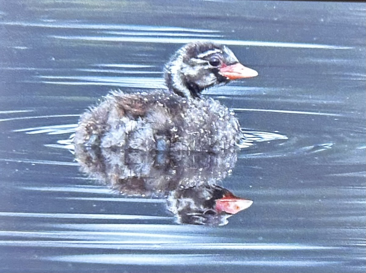 Little Grebe - ML593203061