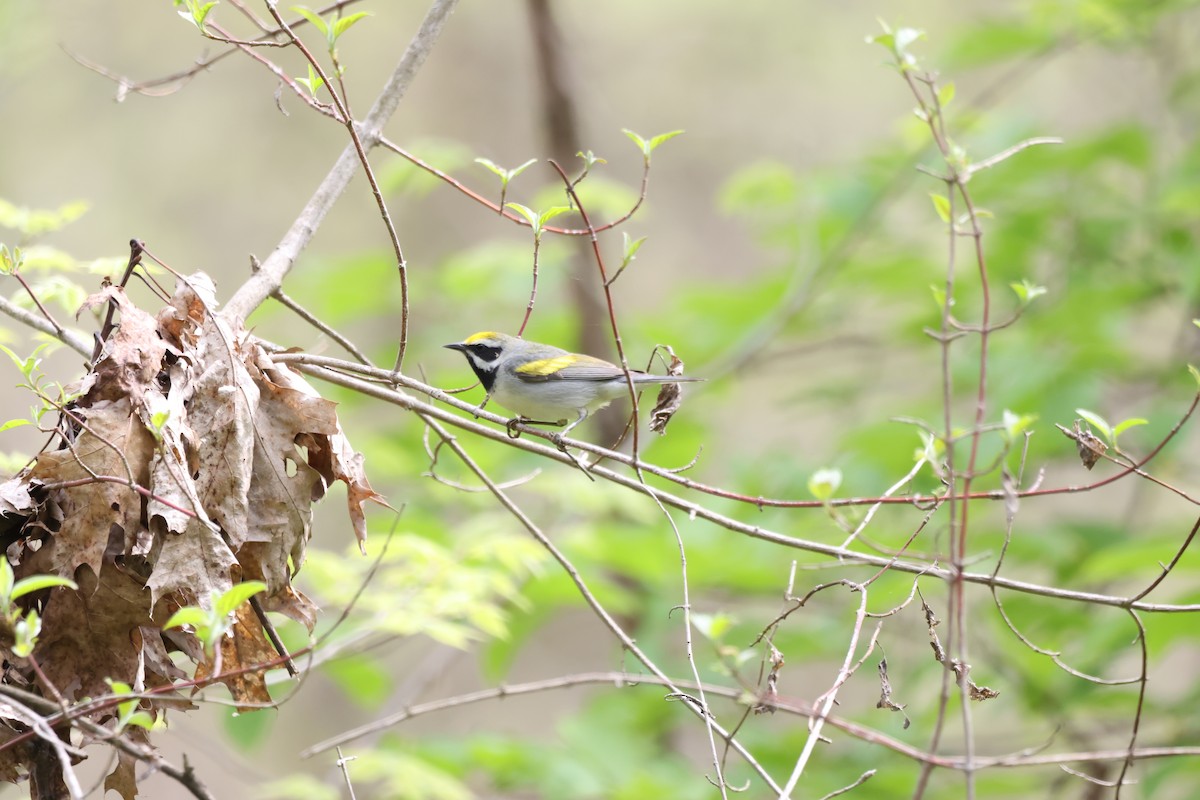 Golden-winged Warbler - ML593203911