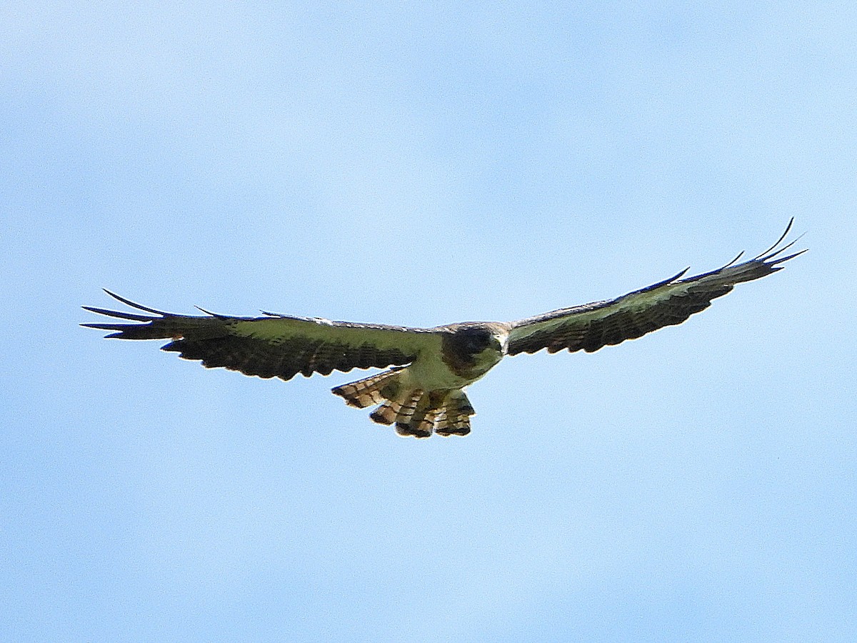 Swainson's Hawk - ML593204331