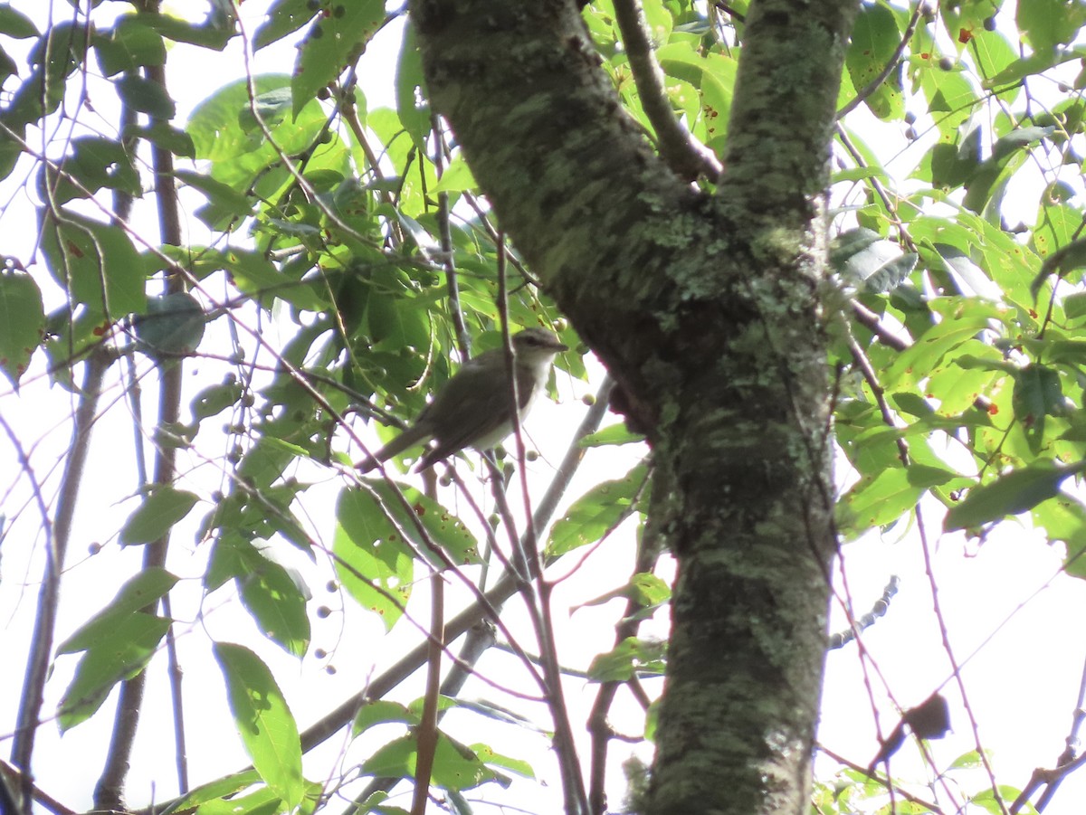 Vireo occhirossi - ML593204921