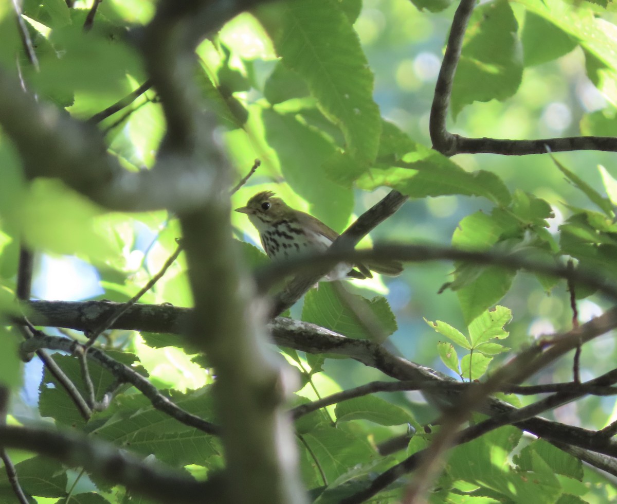 Ovenbird - ML593204961