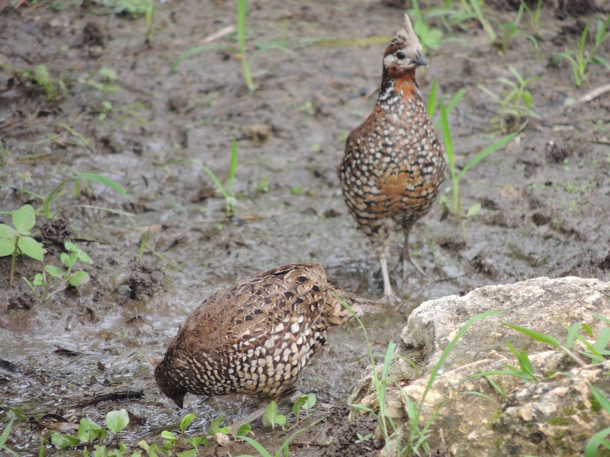 Crested Bobwhite - ML593205231