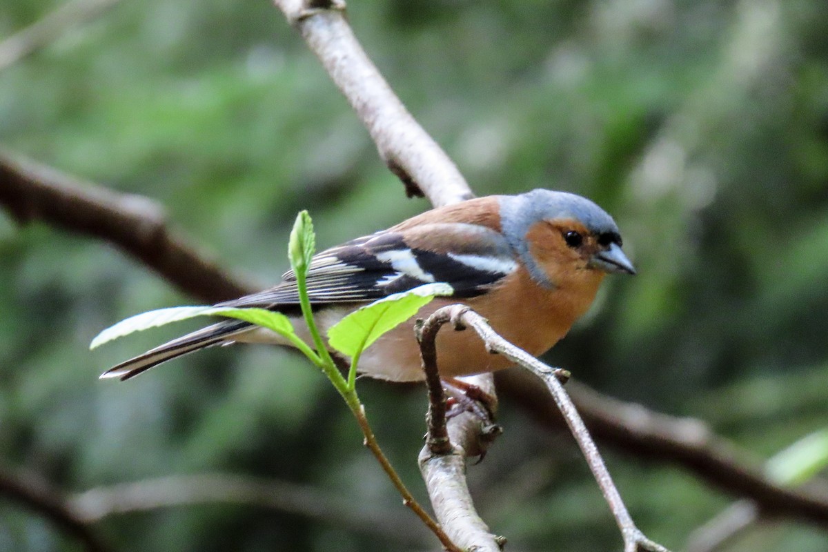 Common Chaffinch - Hope Huntington