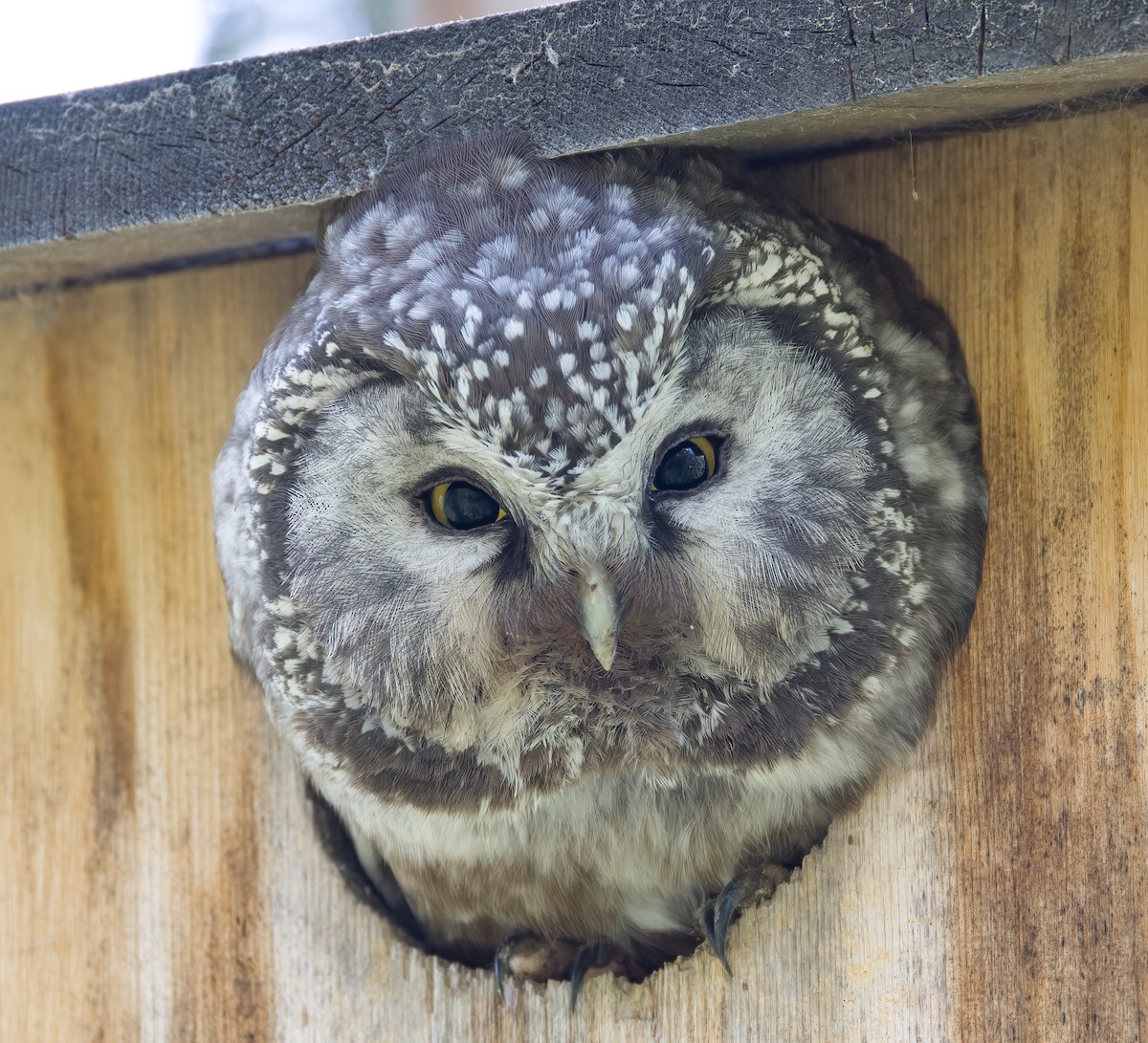 Boreal Owl - ML593207981