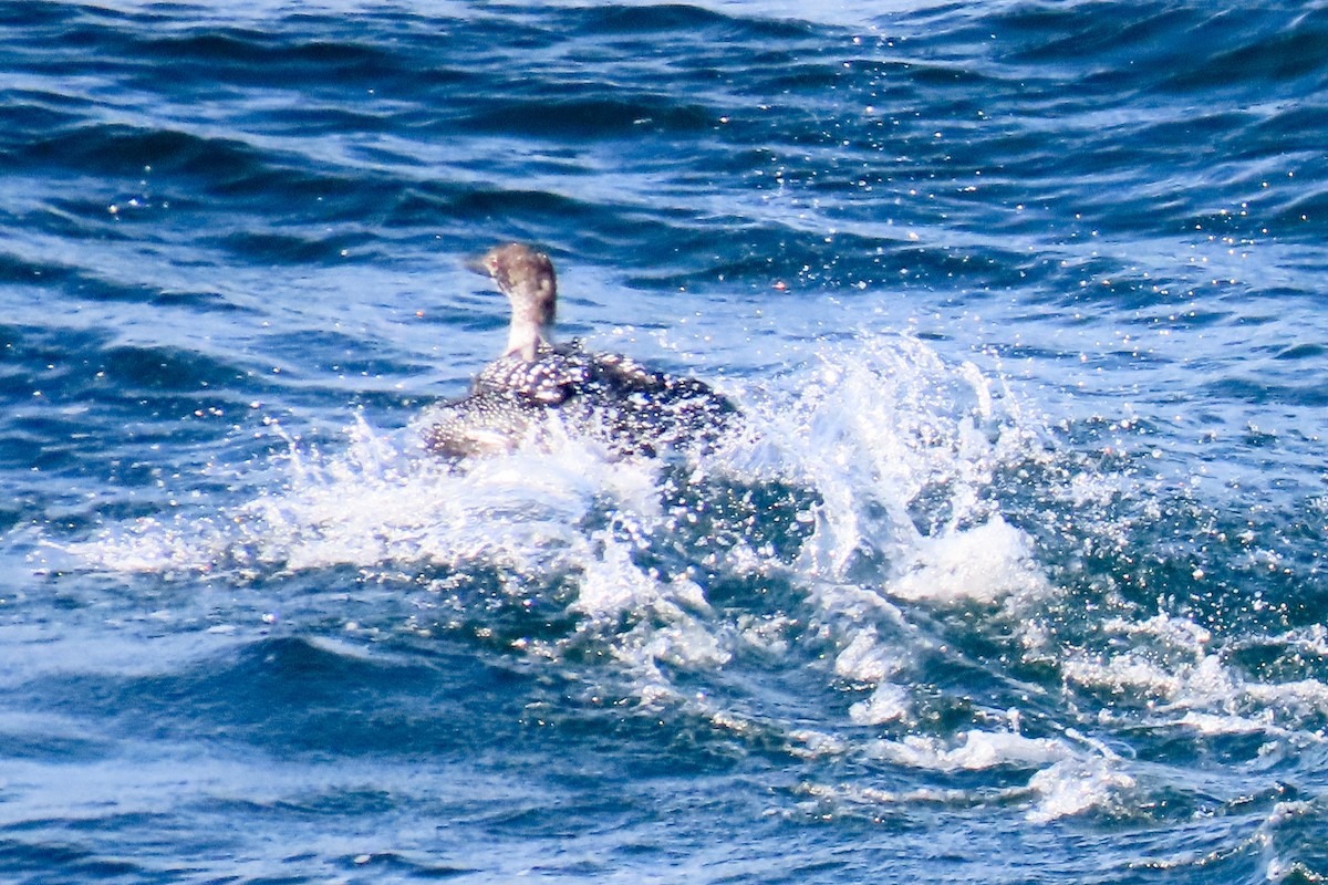 Common Loon - ML593208191