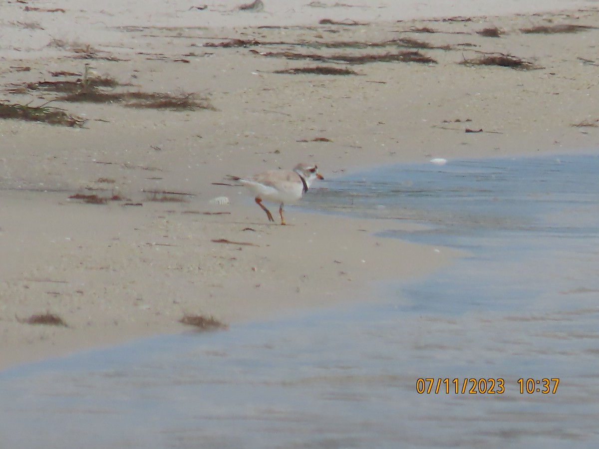 Piping Plover - ML593208451