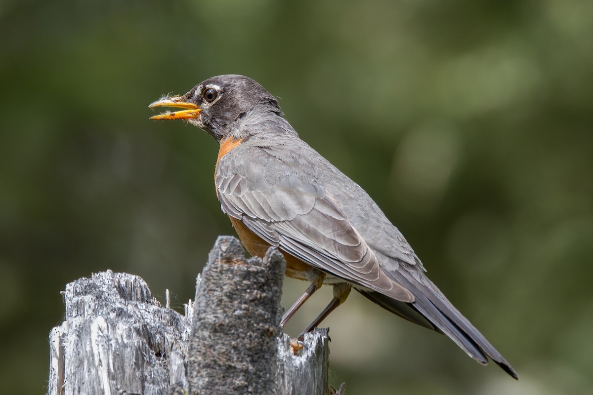 American Robin - ML593208661