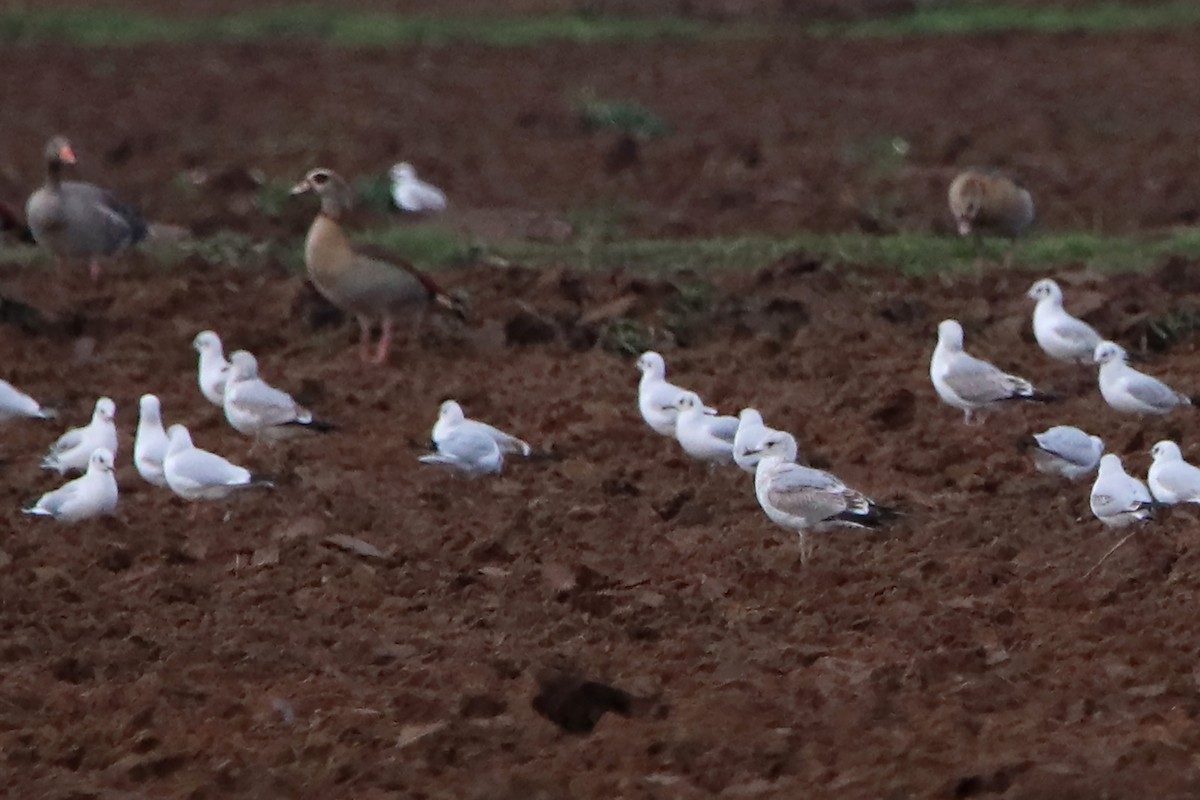 Common Gull - ML593209861