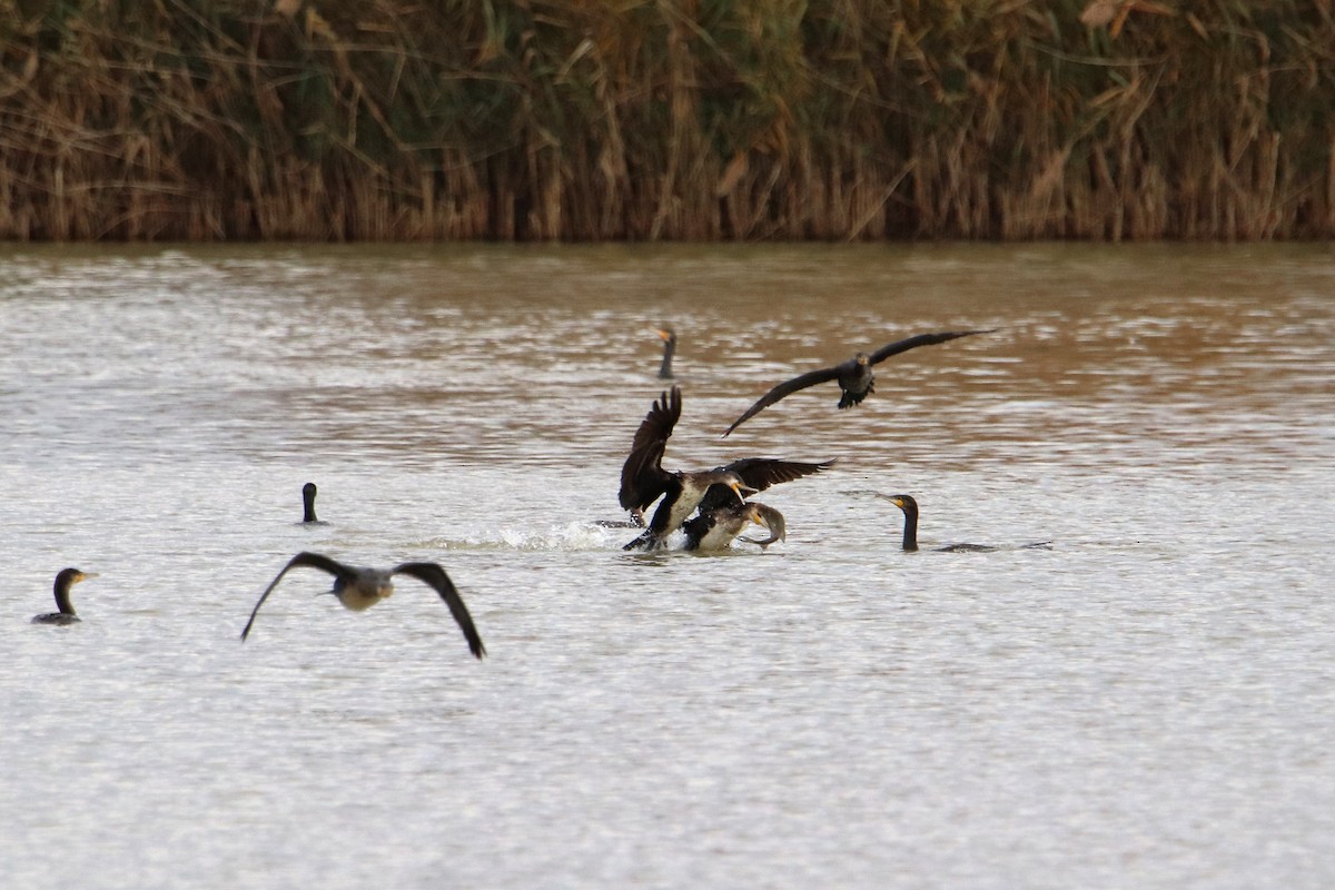 Great Cormorant - ML593209881