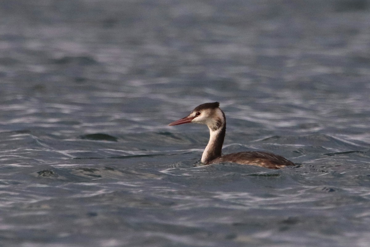 Great Crested Grebe - ML593210061