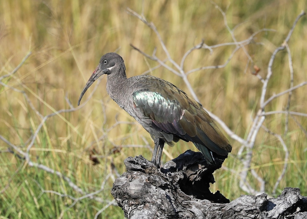 Hadada Ibis - ML593210311