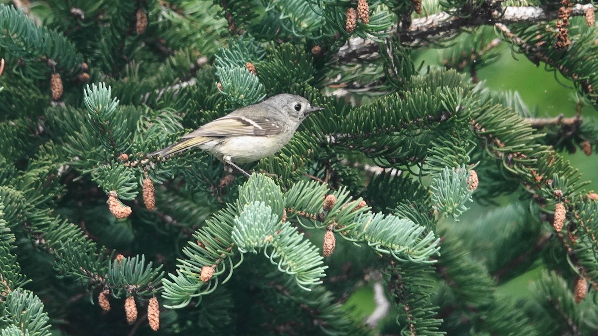 Ruby-crowned Kinglet - ML593211101