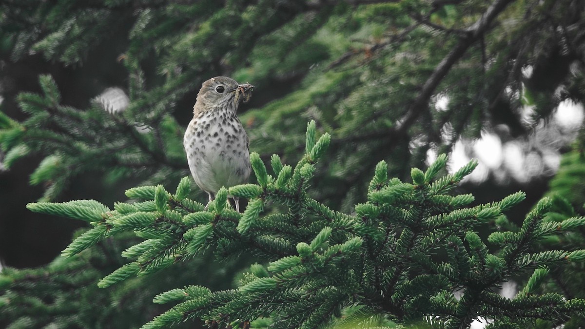 Hermit Thrush - ML593211131