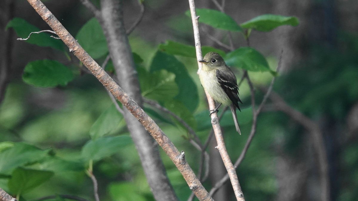 Yellow-bellied Flycatcher - ML593211181