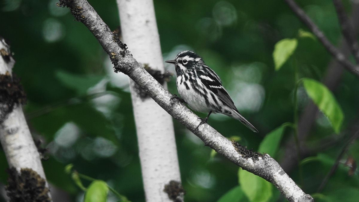 Black-and-white Warbler - ML593211241