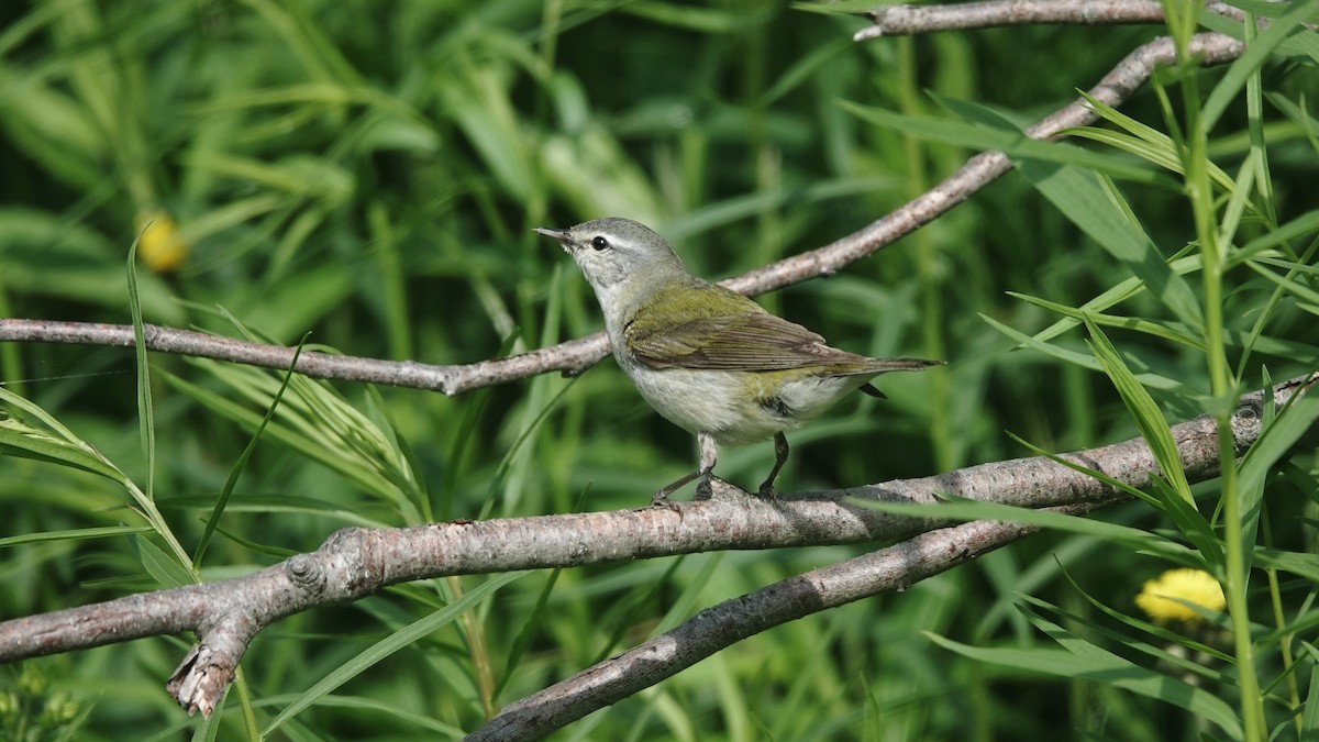 Tennessee Warbler - ML593211261