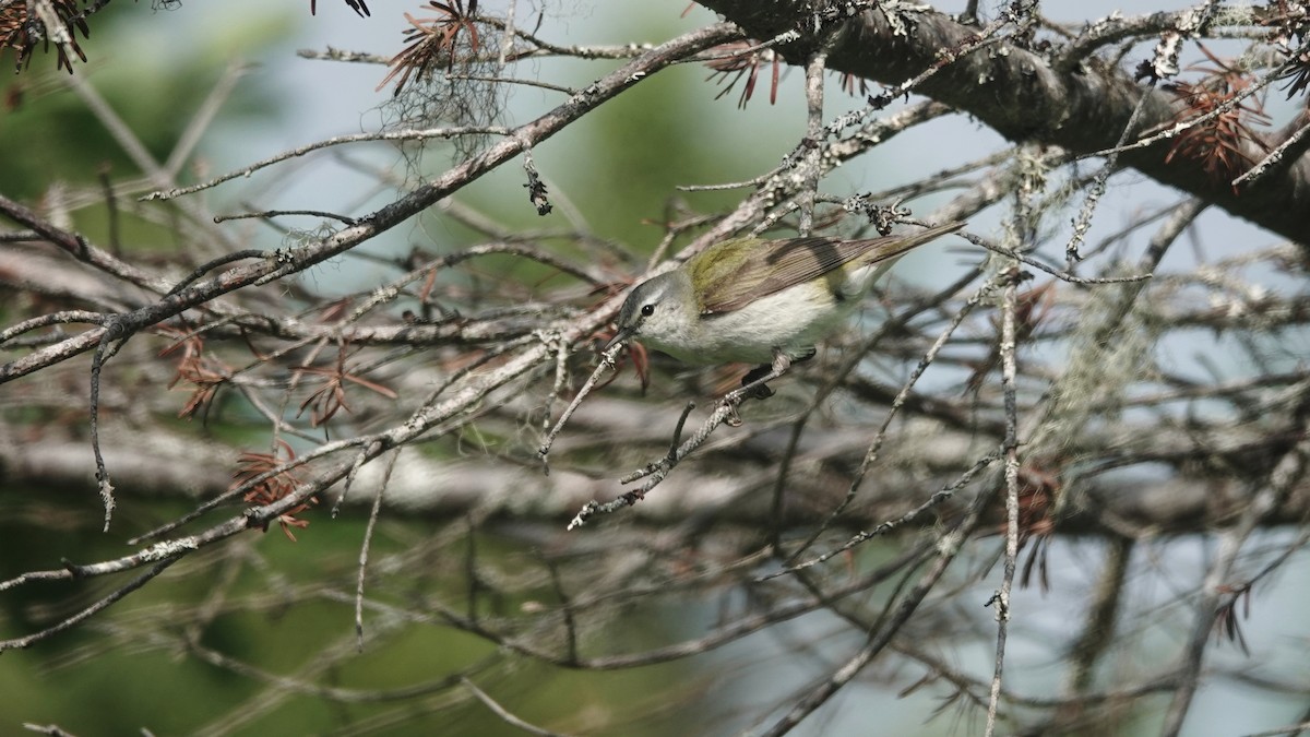 Tennessee Warbler - ML593211291
