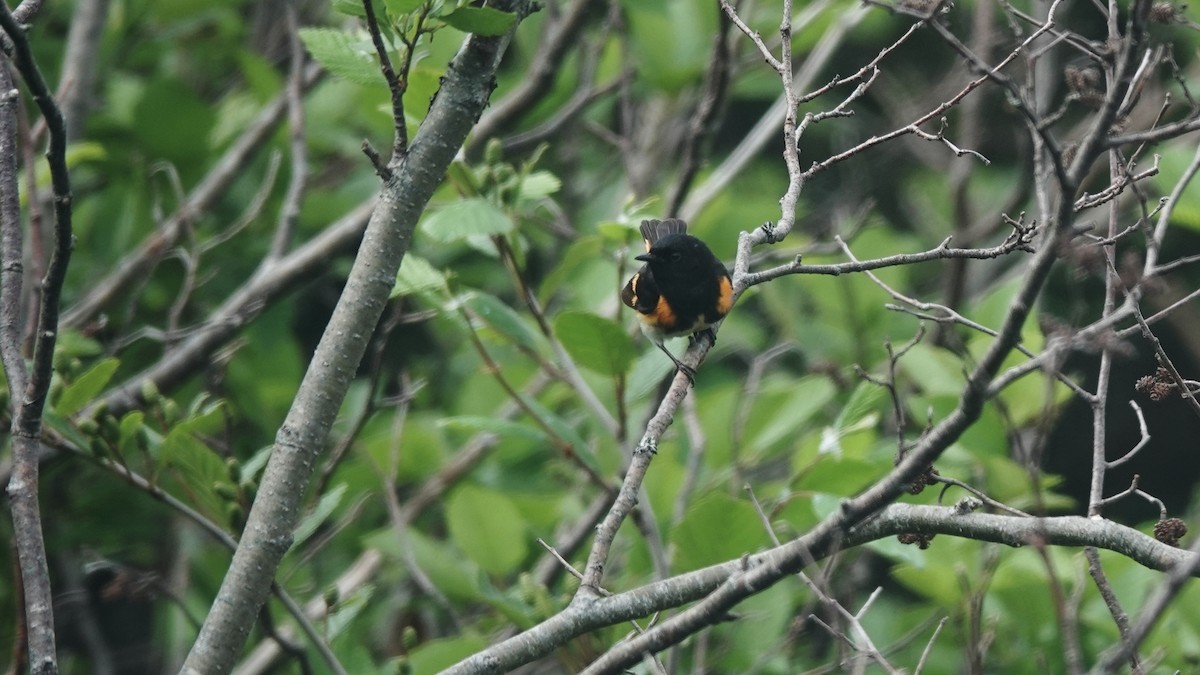 American Redstart - ML593211351
