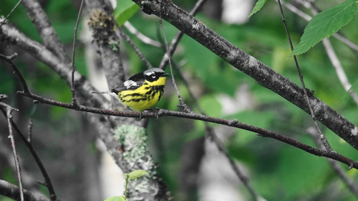 Magnolia Warbler - ML593211591