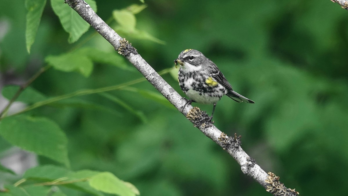 Yellow-rumped Warbler - ML593211711