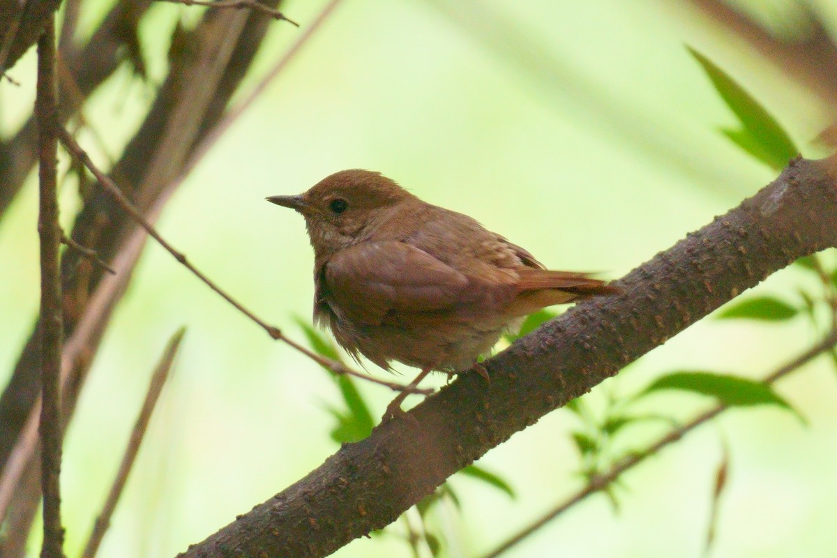 Thrush Nightingale - ML593211921