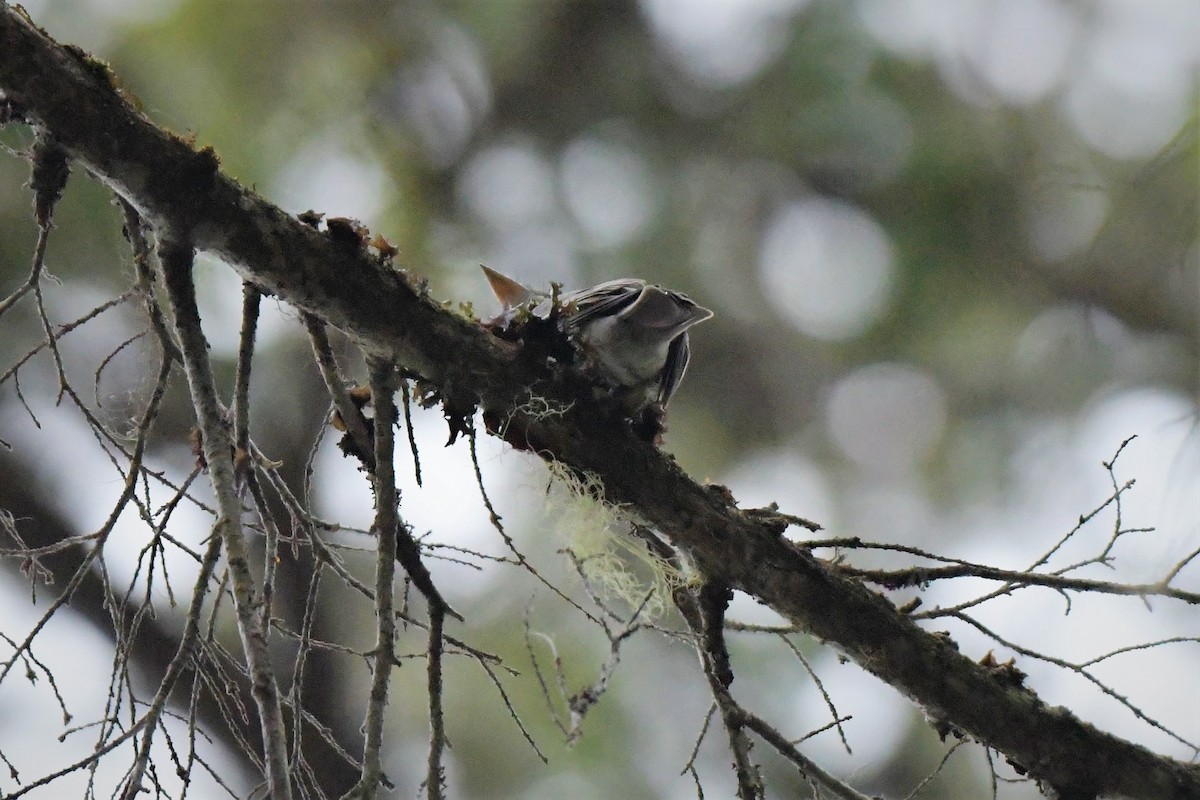 Eastern Wood-Pewee - ML593212581