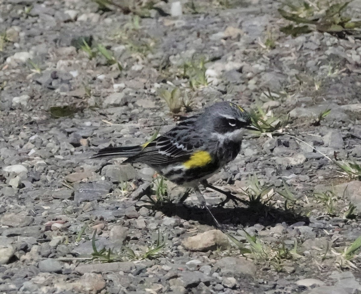 Yellow-rumped Warbler - ML593214161