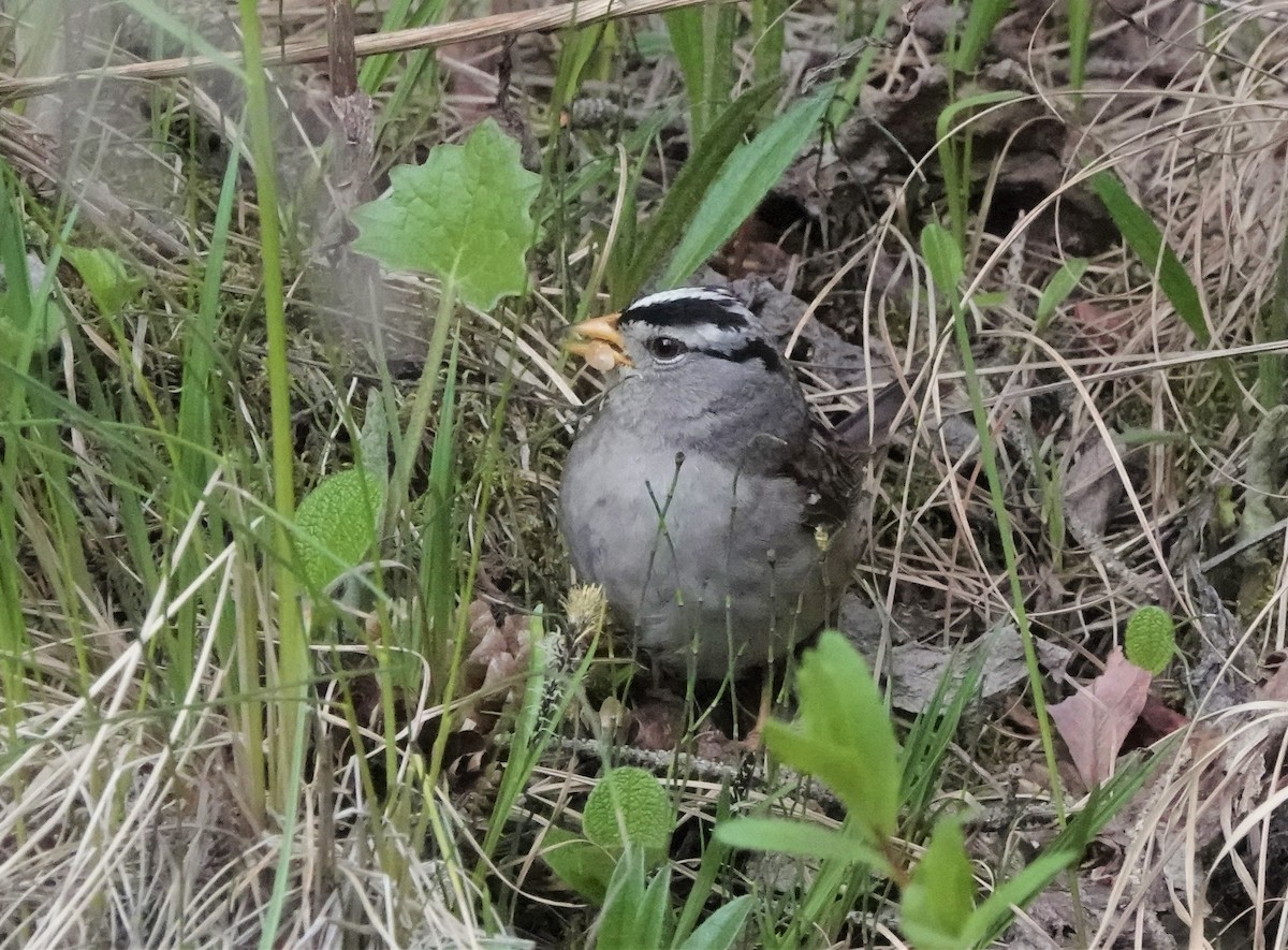 White-crowned Sparrow - ML593214511