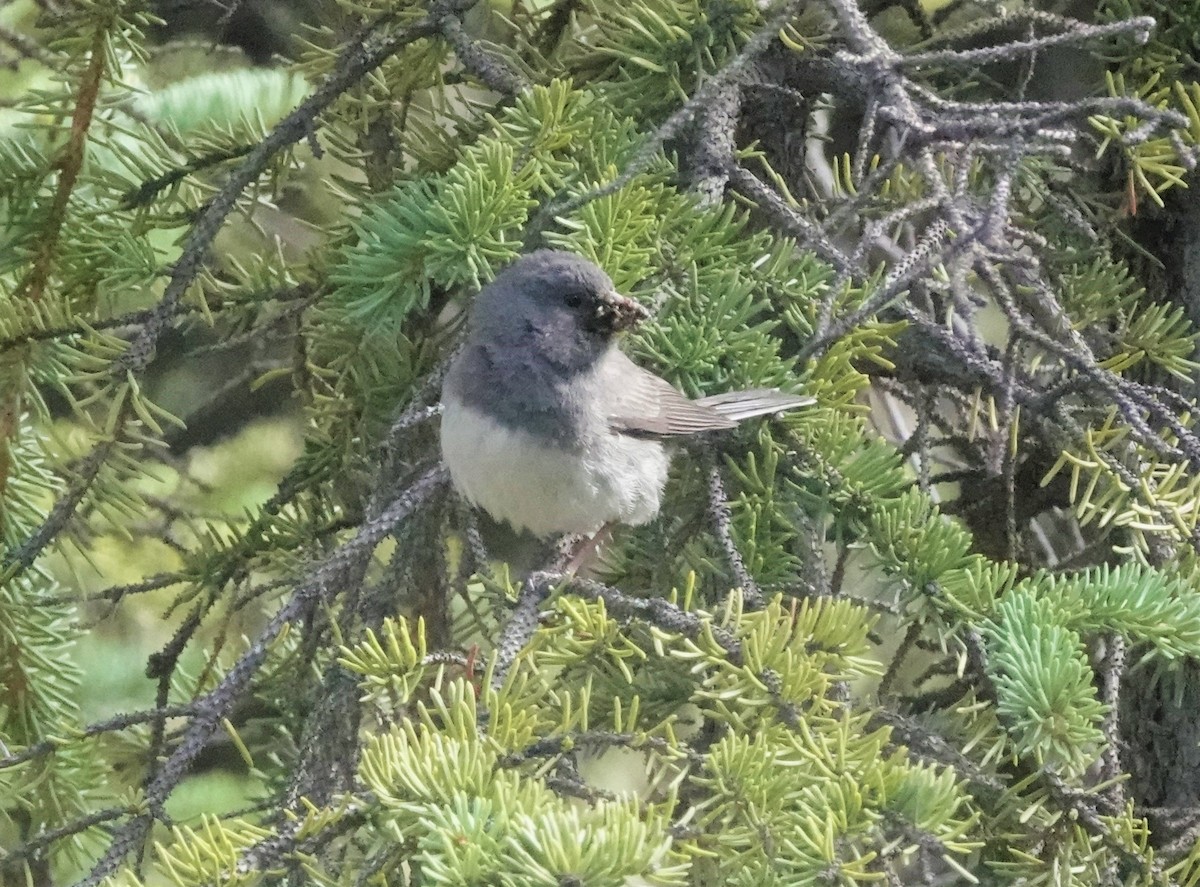 Dark-eyed Junco - ML593214521