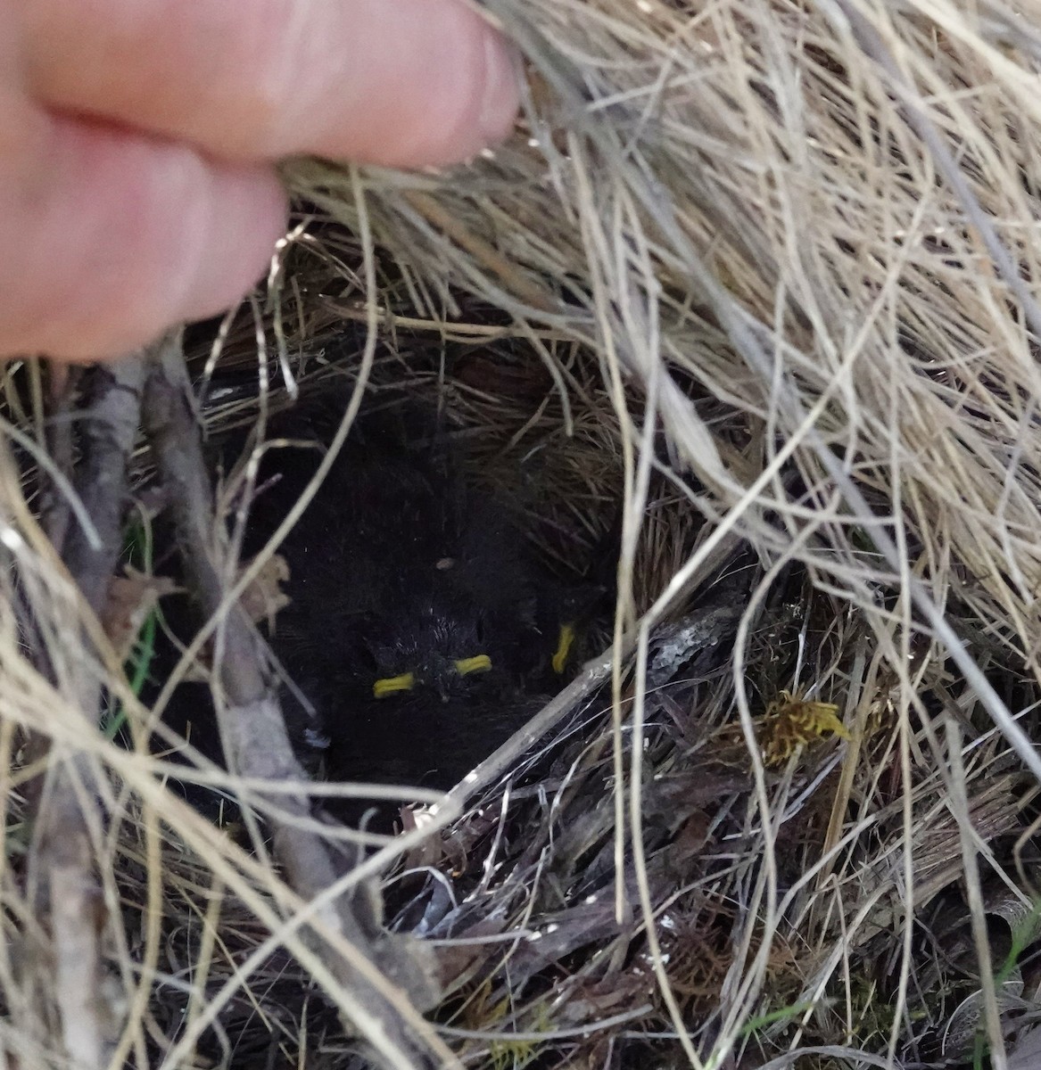 Dark-eyed Junco - ML593215431