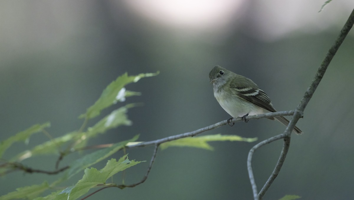 Acadian Flycatcher - Greg Pasek