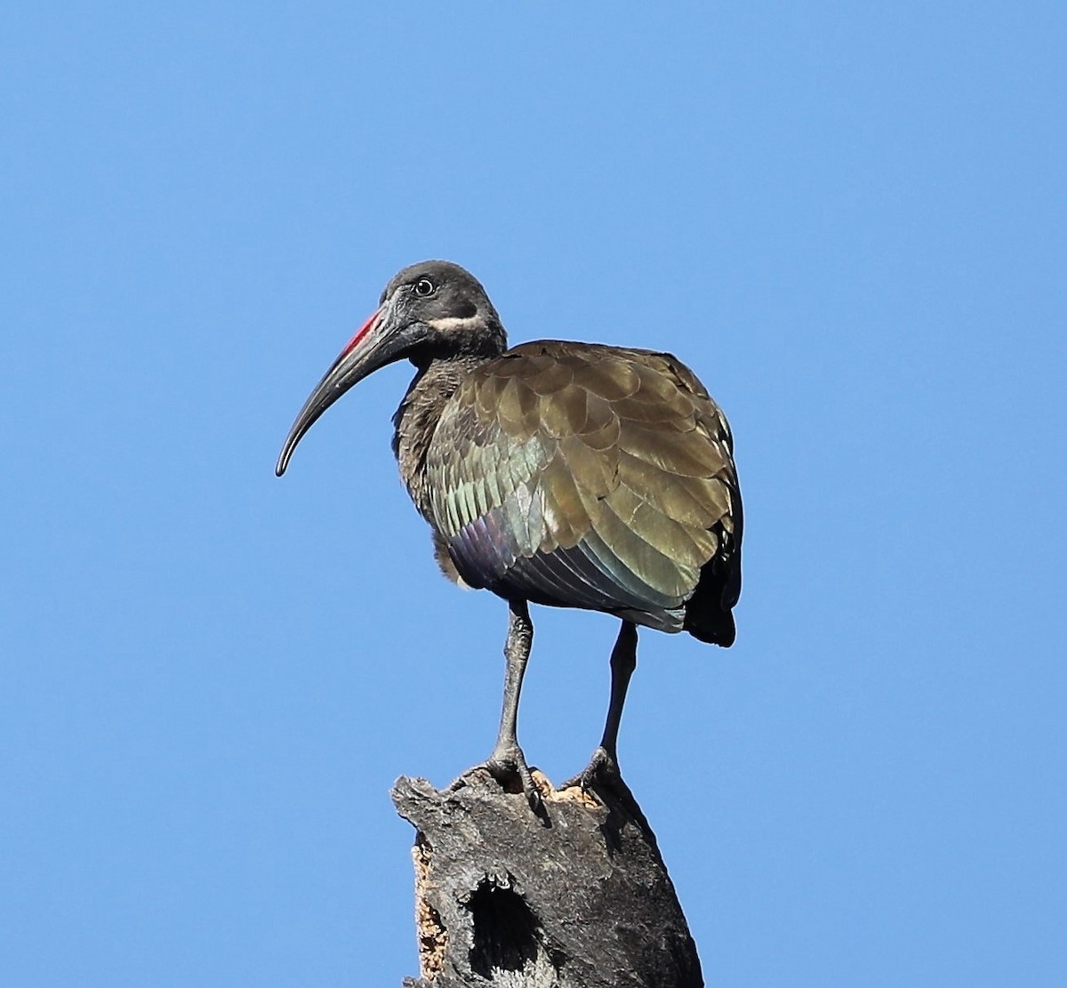 Hadada Ibis - ML593216451