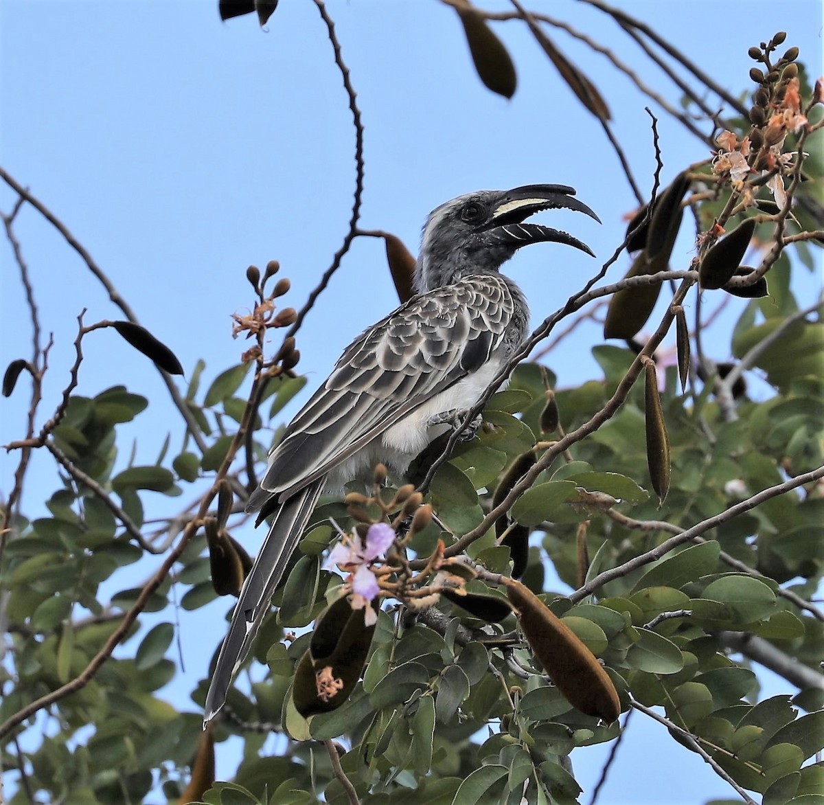 African Gray Hornbill - ML593216931