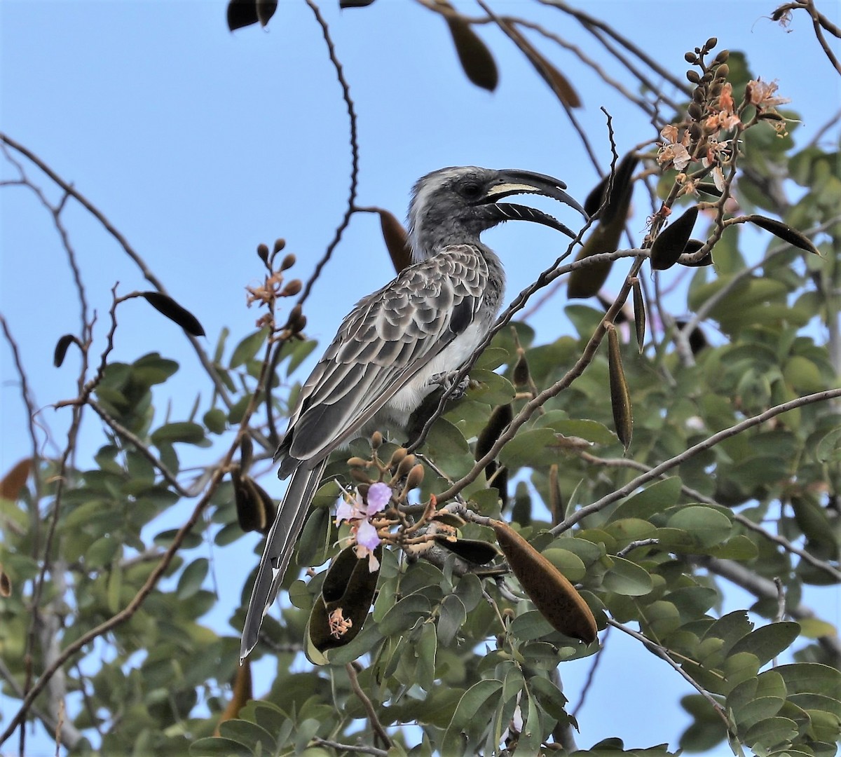 African Gray Hornbill - ML593216941