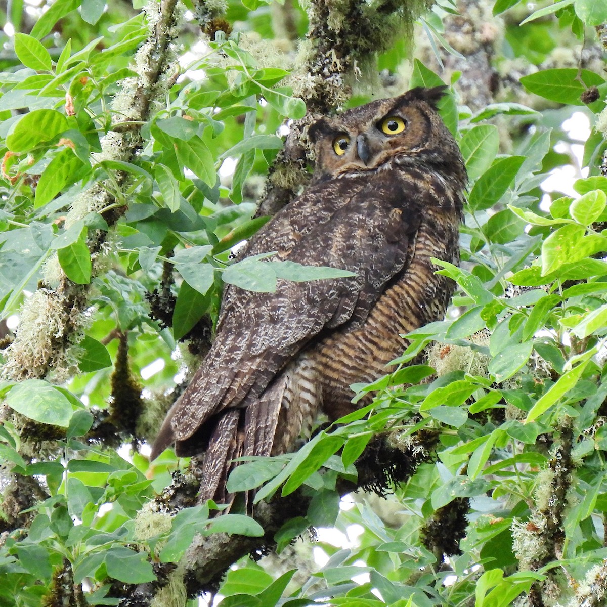 Great Horned Owl - ML593217091