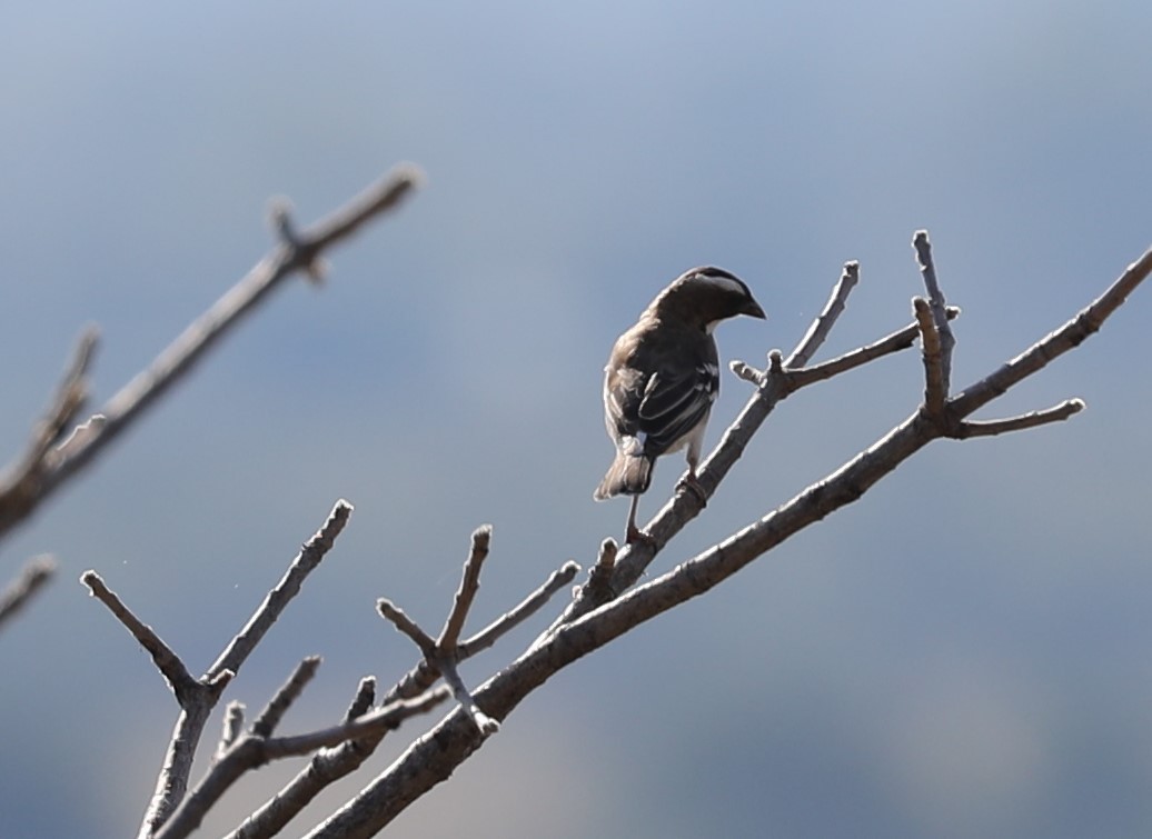 White-browed Sparrow-Weaver - ML593217141