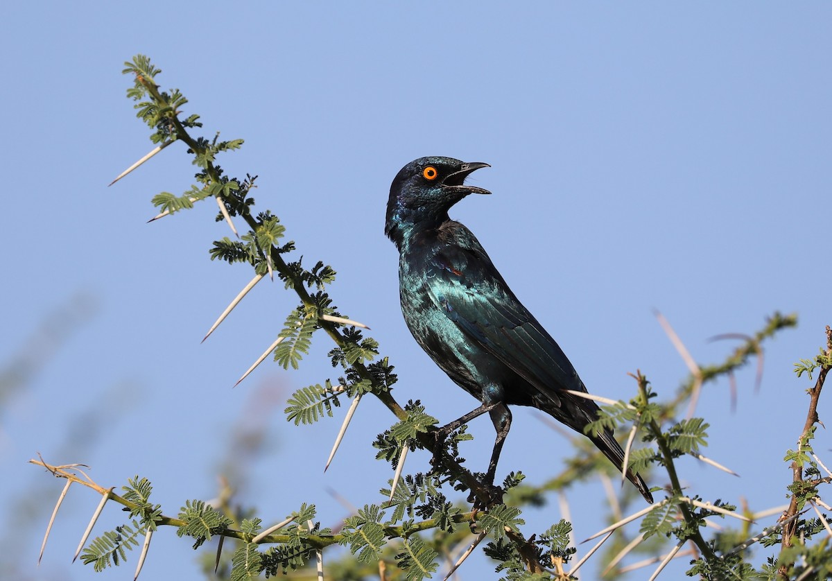 Cape Starling - ML593217291