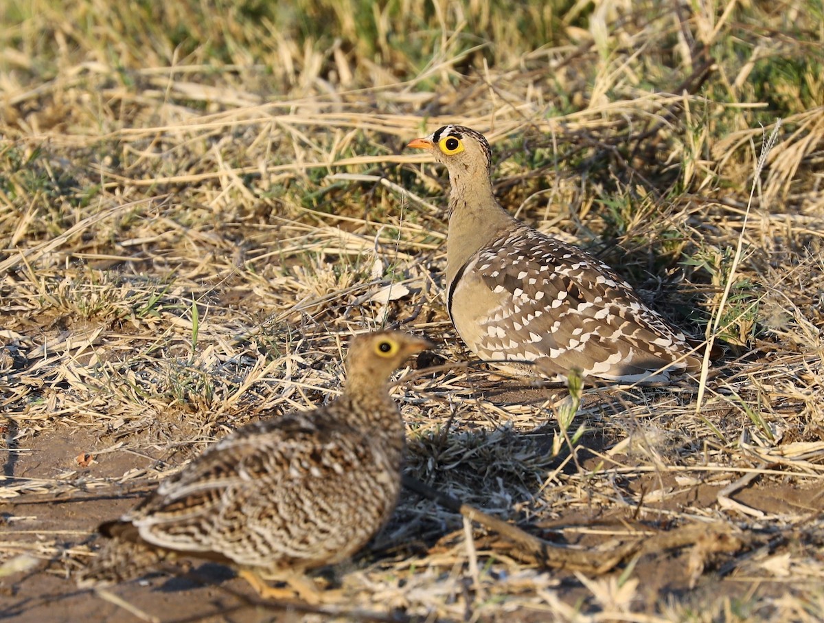 Double-banded Sandgrouse - ML593217441