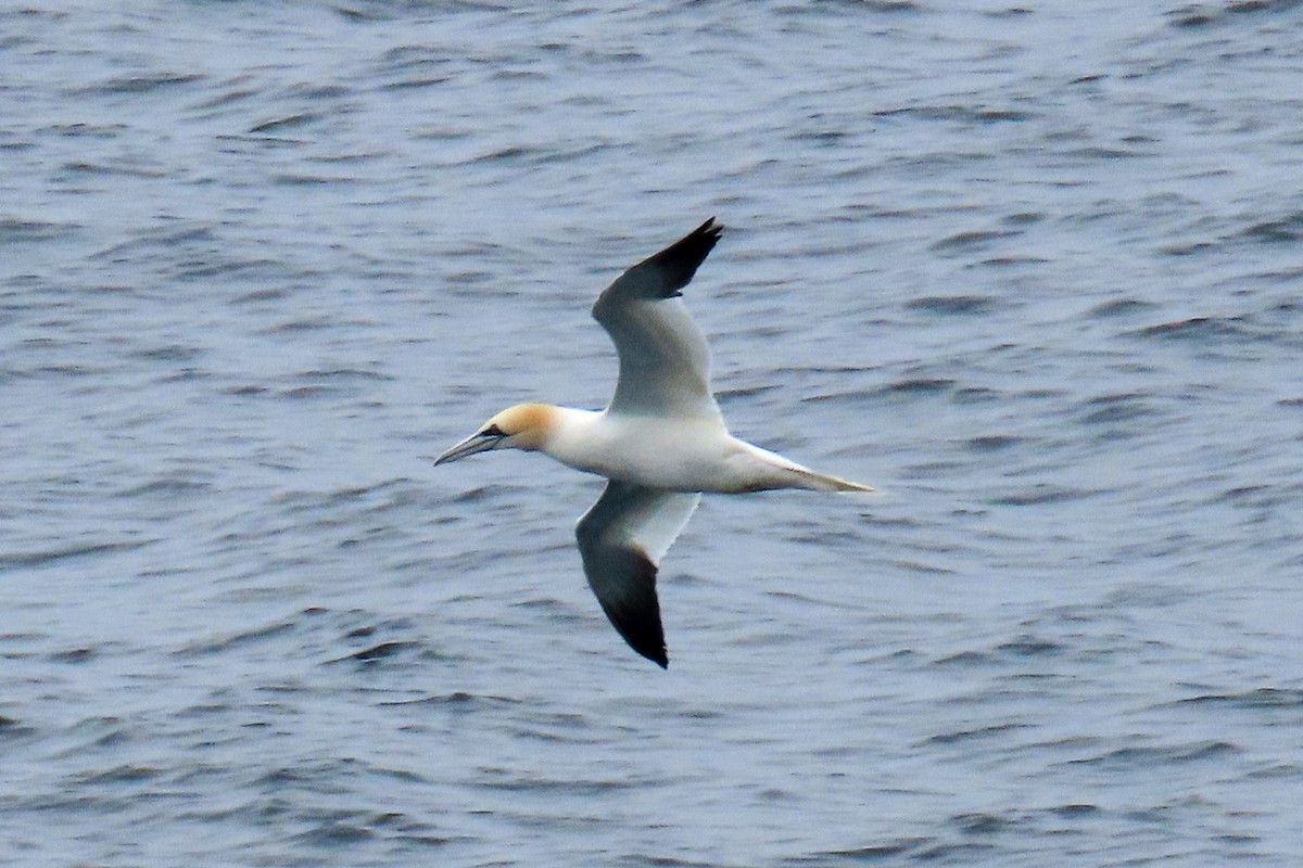 Northern Gannet - Hope Huntington