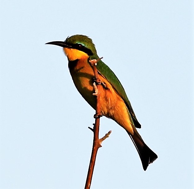 Little Bee-eater - ML593217551