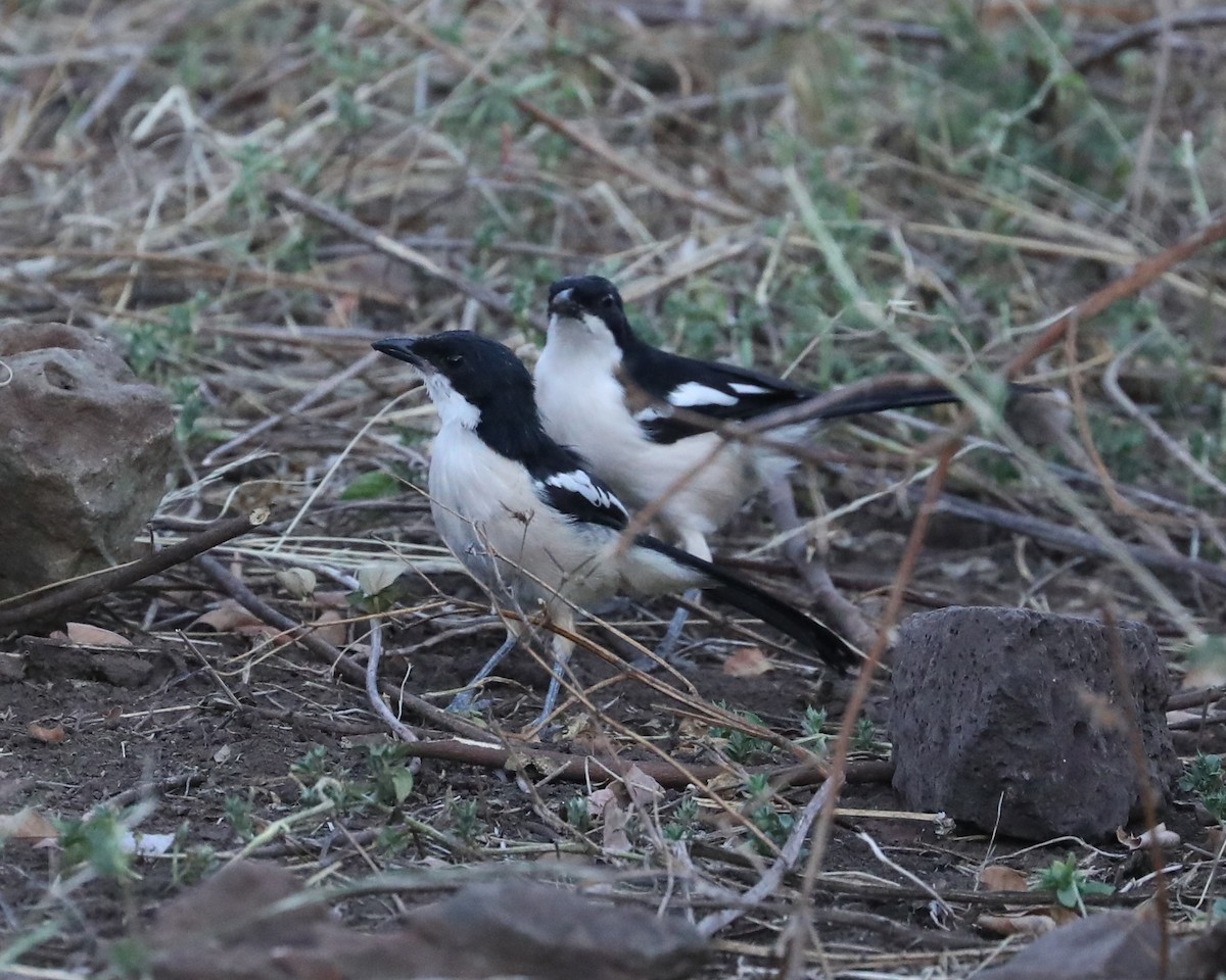 Tropical Boubou - ML593217701