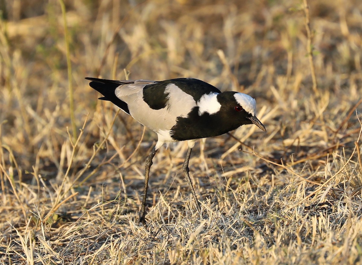 Blacksmith Lapwing - ML593217931