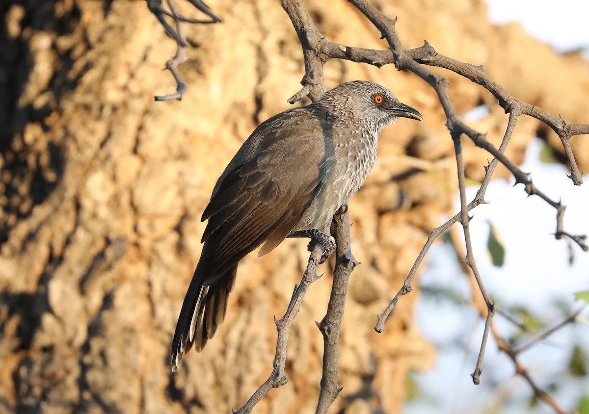 Arrow-marked Babbler - ML593218211