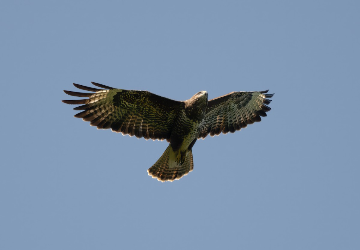 Common Buzzard - John Sterling