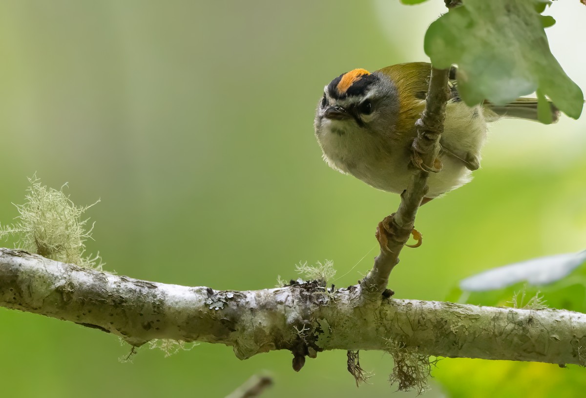 Madeira Firecrest - ML593219401