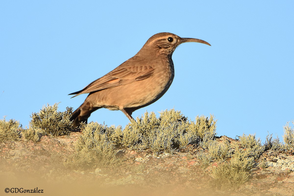 Scale-throated Earthcreeper - ML593219881