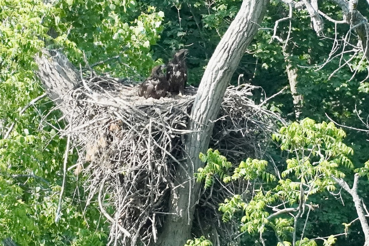 Bald Eagle - ML593220161
